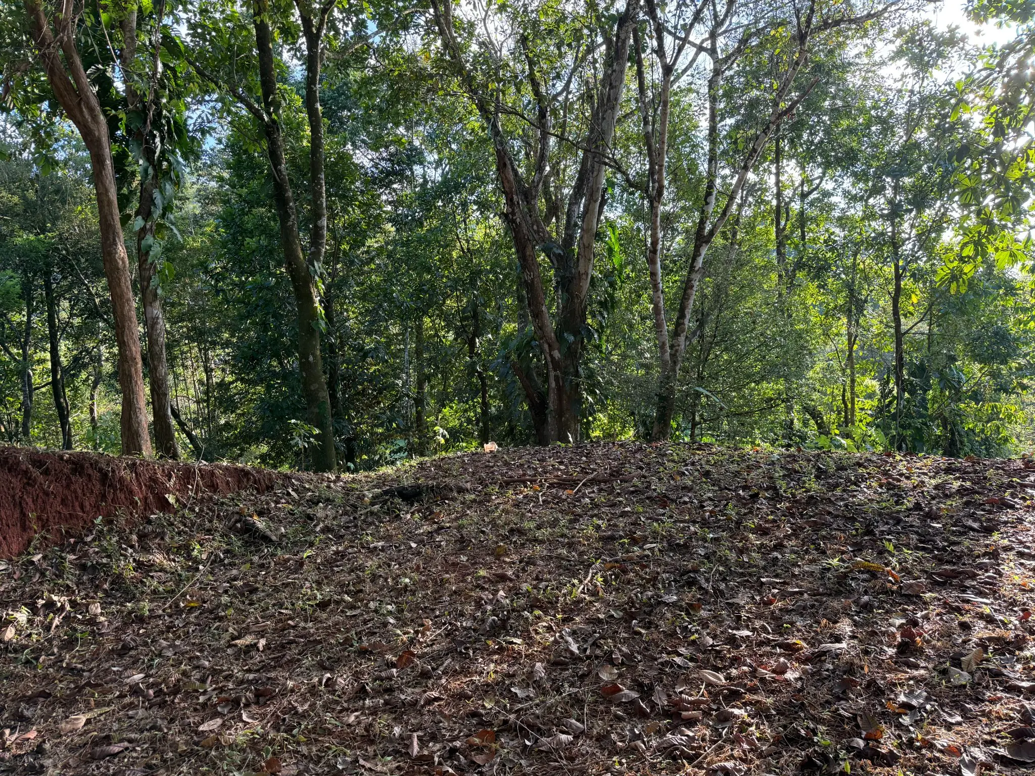 🌊 Luxury Tropical Investment: Ocean & Jungle View Lot with Approved Permits - image 15