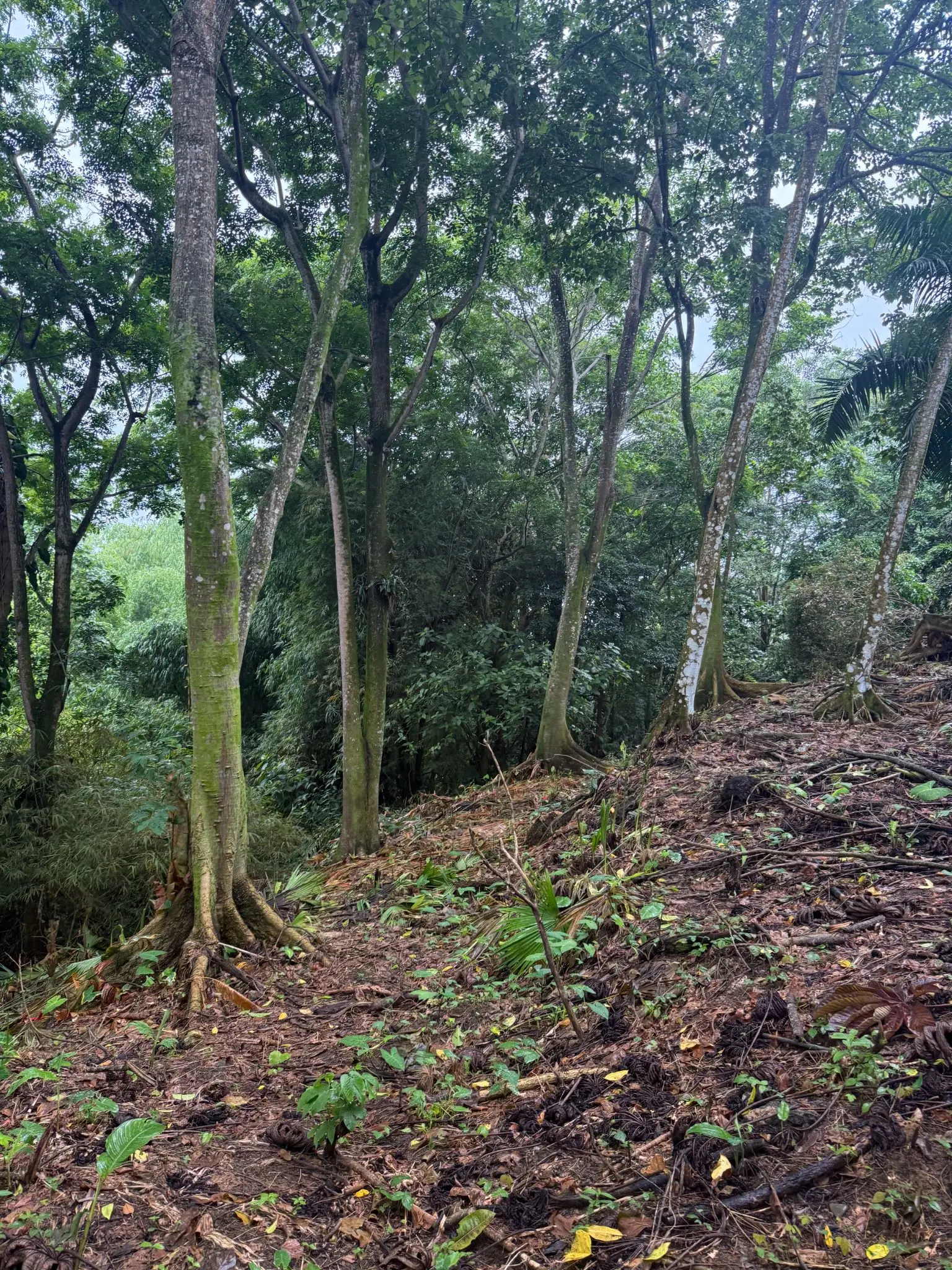 BEACHFRONT INVESTMENT OPPORTUNITY IN MATAMA , LIMON , COSTA RICA. - image 5