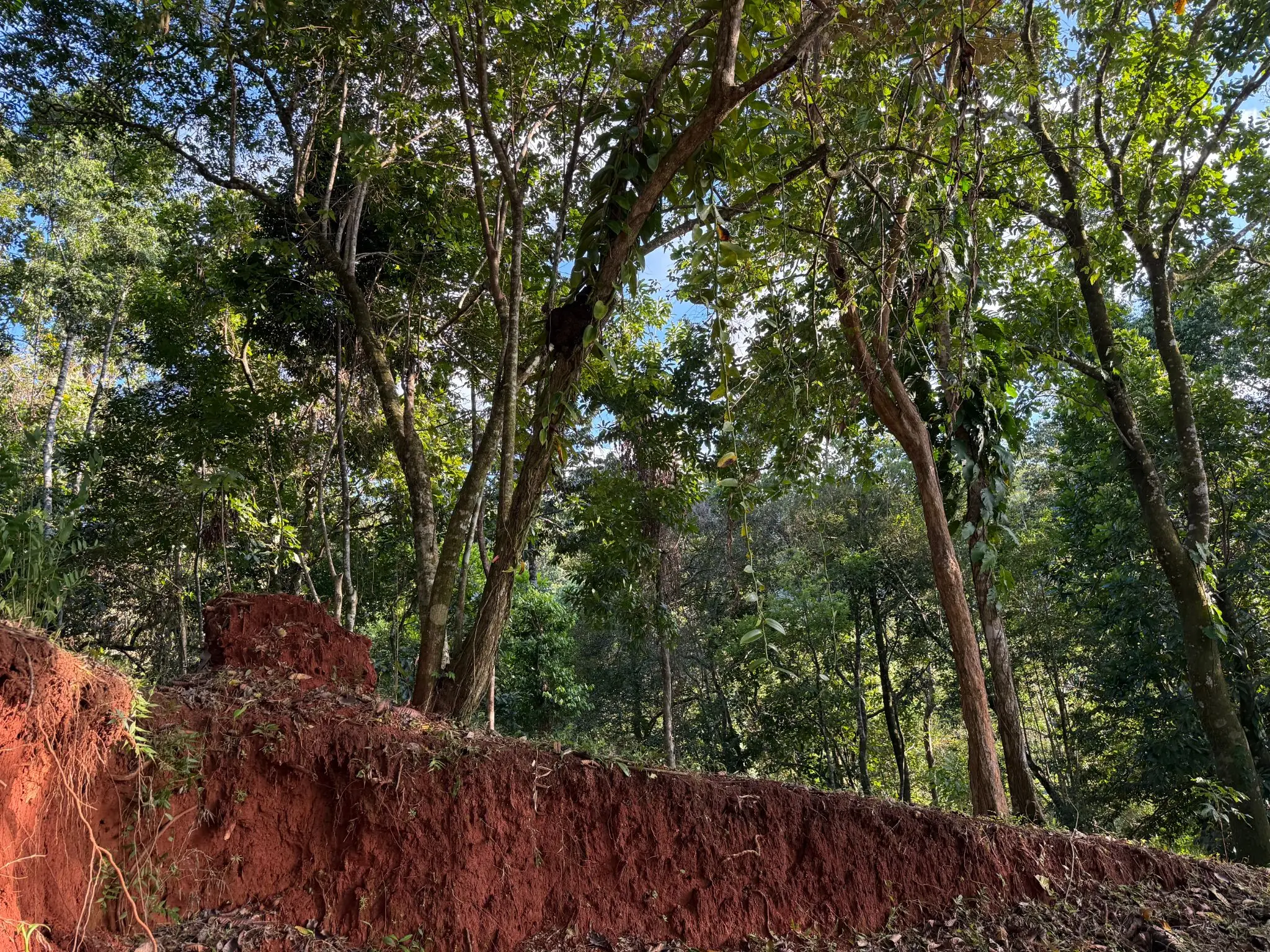 🌊 Luxury Tropical Investment: Ocean & Jungle View Lot with Approved Permits - image 13