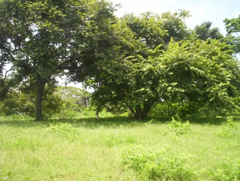 2,027 m² Ocean-View Lot in Guacalillo - image 4