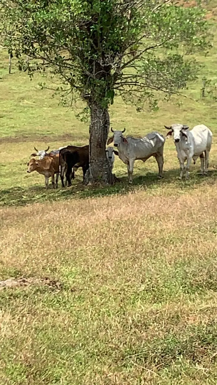 Majestic 83-Hectare Ranch & Agricultural Land in Sarapiquí, Costa Rica | Develop Your Dream - image 7