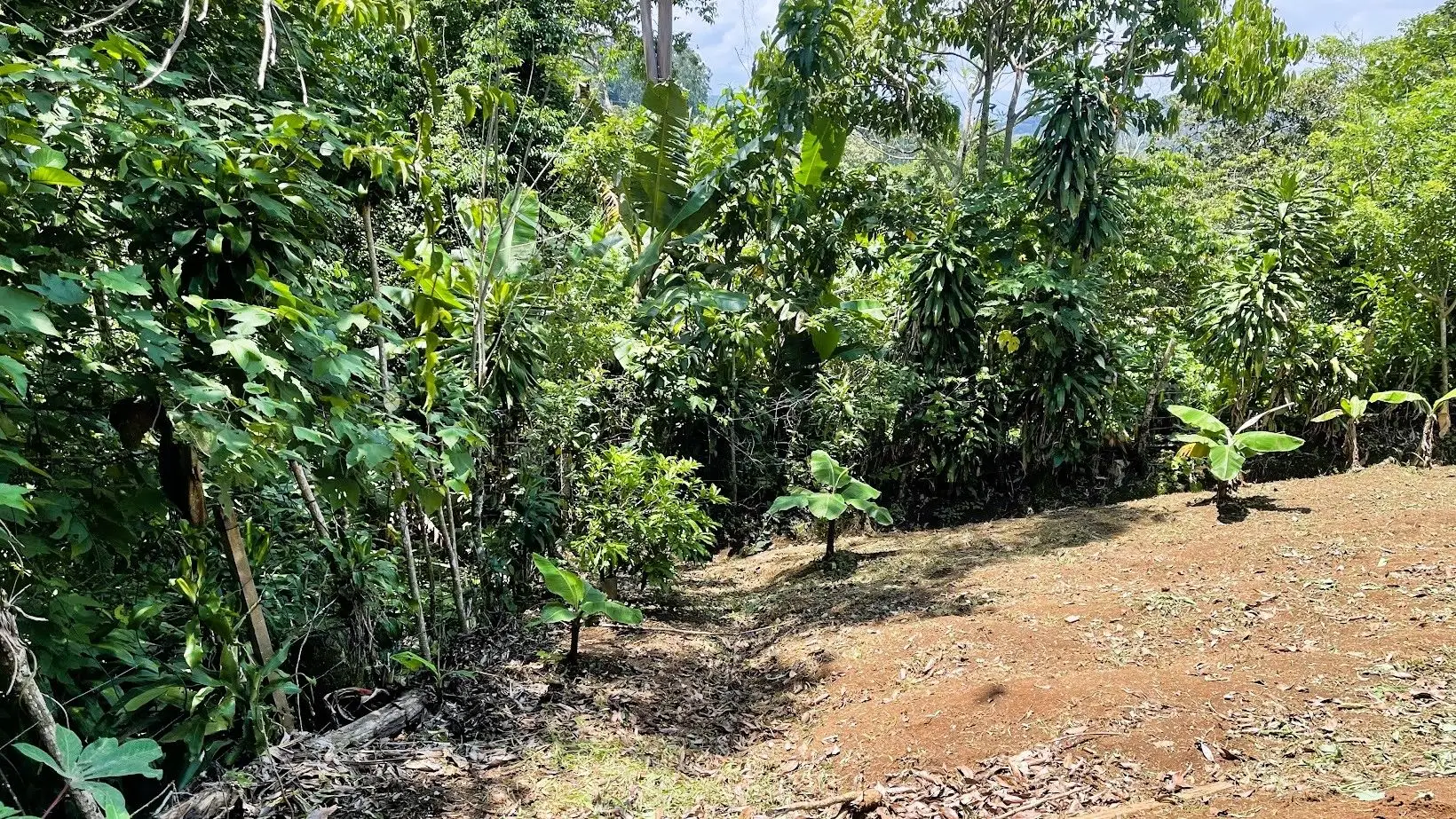 LOT FOR SALE IN ZARAGOZA, PALMARES  - image 8