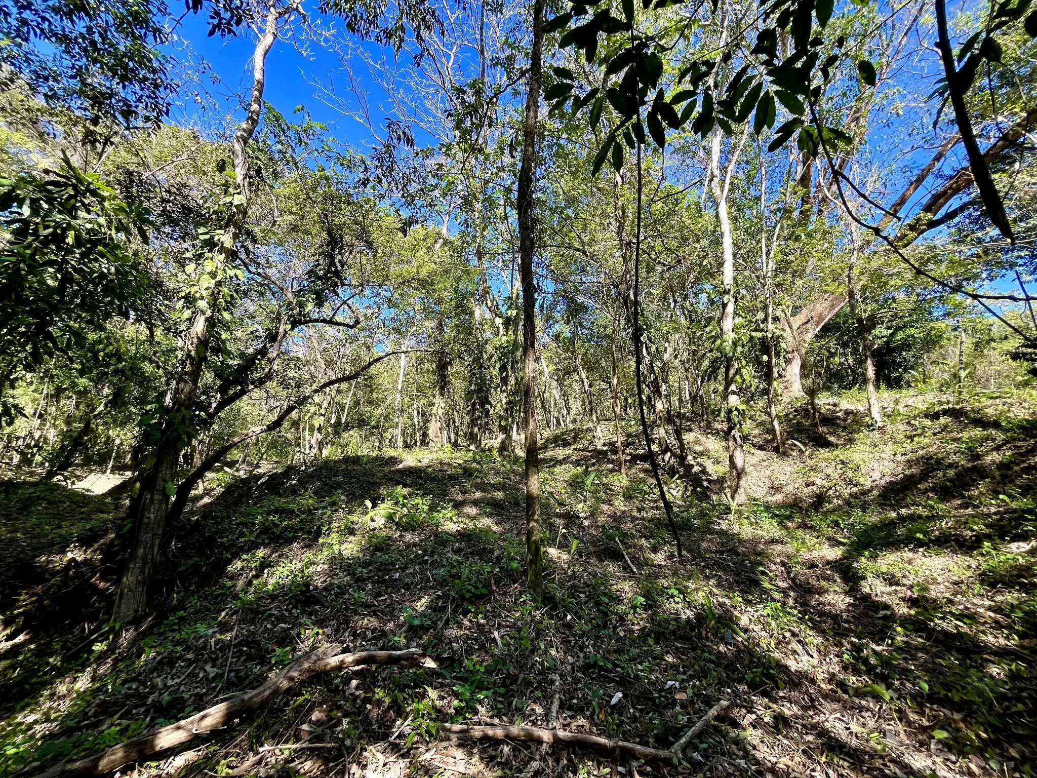 Invest in Nature: Private 5,000 m² Jungle Lots In Mal Pais Minutes from the Beach - image 3