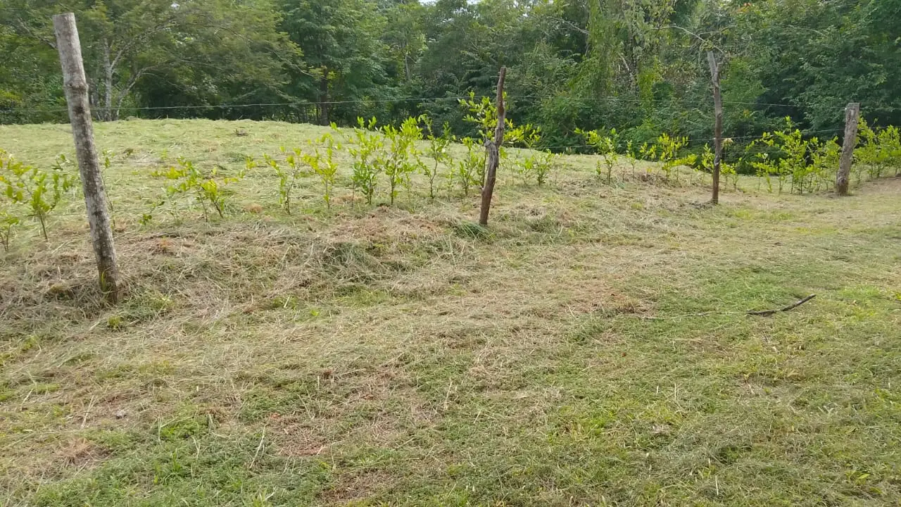 Beautiful Ready to Build Lot in Delicias – Great Price, Permits included - image 1