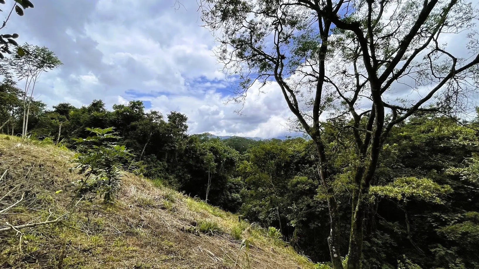 LAND FOR SALE IN SAN MIGUEL, NARANJO  - image 14