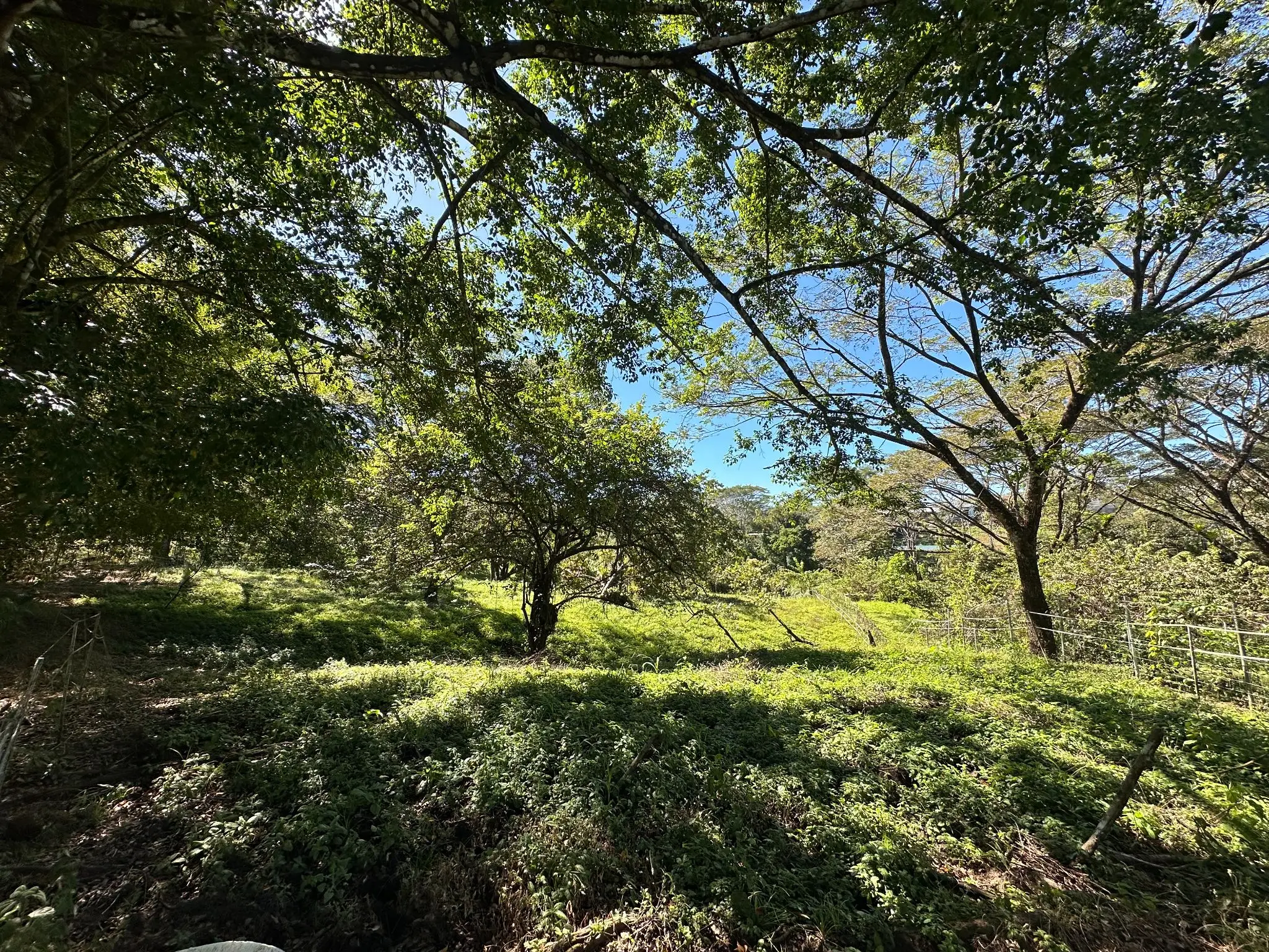 Serene 5000 m2 Lot-Lush Nature and Development Potenital- 10 Minutes from Santa Teresa - image 10