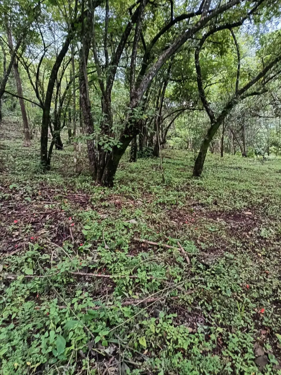 magnificent terraine  - image 6