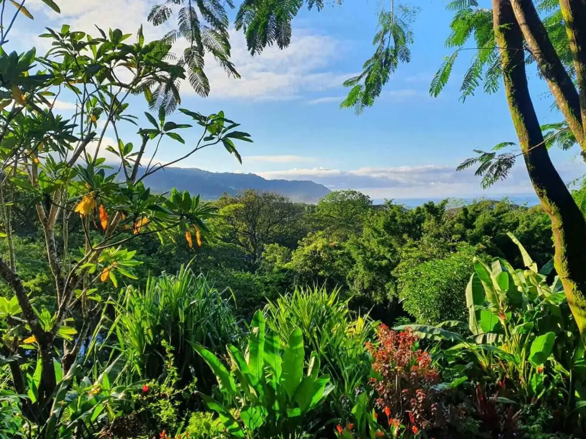 Stunning Cóbano Investment: Hotel, House & More with Ocean Views! - image 13