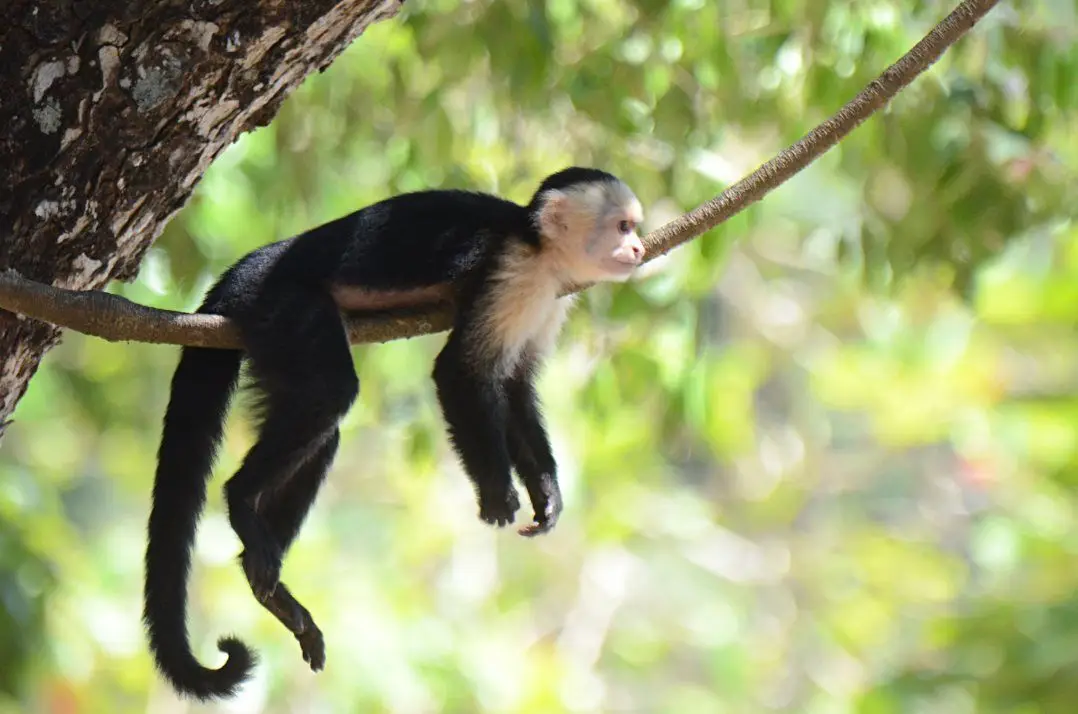 Private Sanctuary Between Jacó & Herradura: Peace & Nature, 10 Min from Everything - image 14