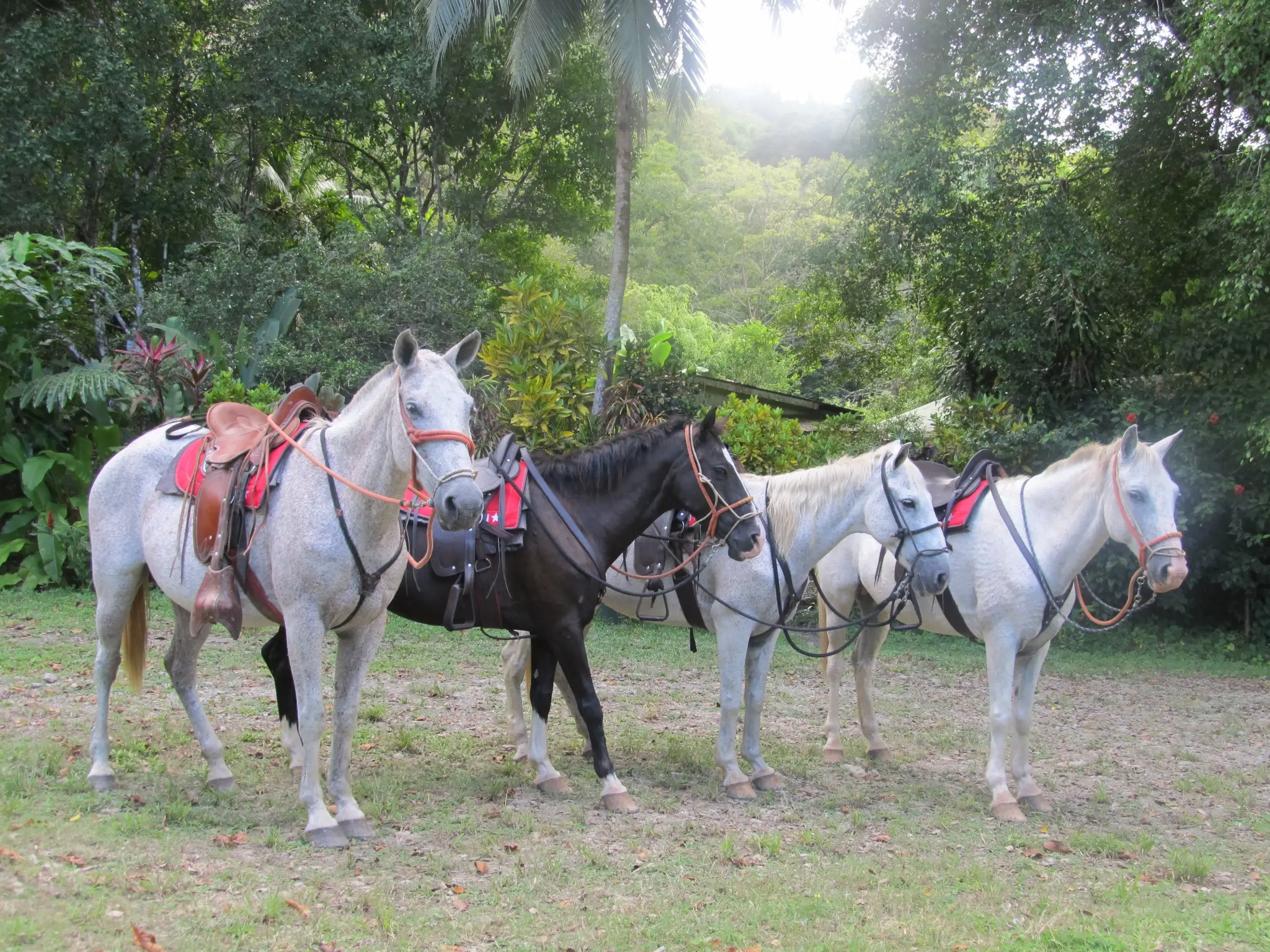 Nearly 90 Hectares of Untouched Jungle Beauty with Stunning Ocean Views, Steps from the Beach in Costa Rica’s Blue Zone. - image 15