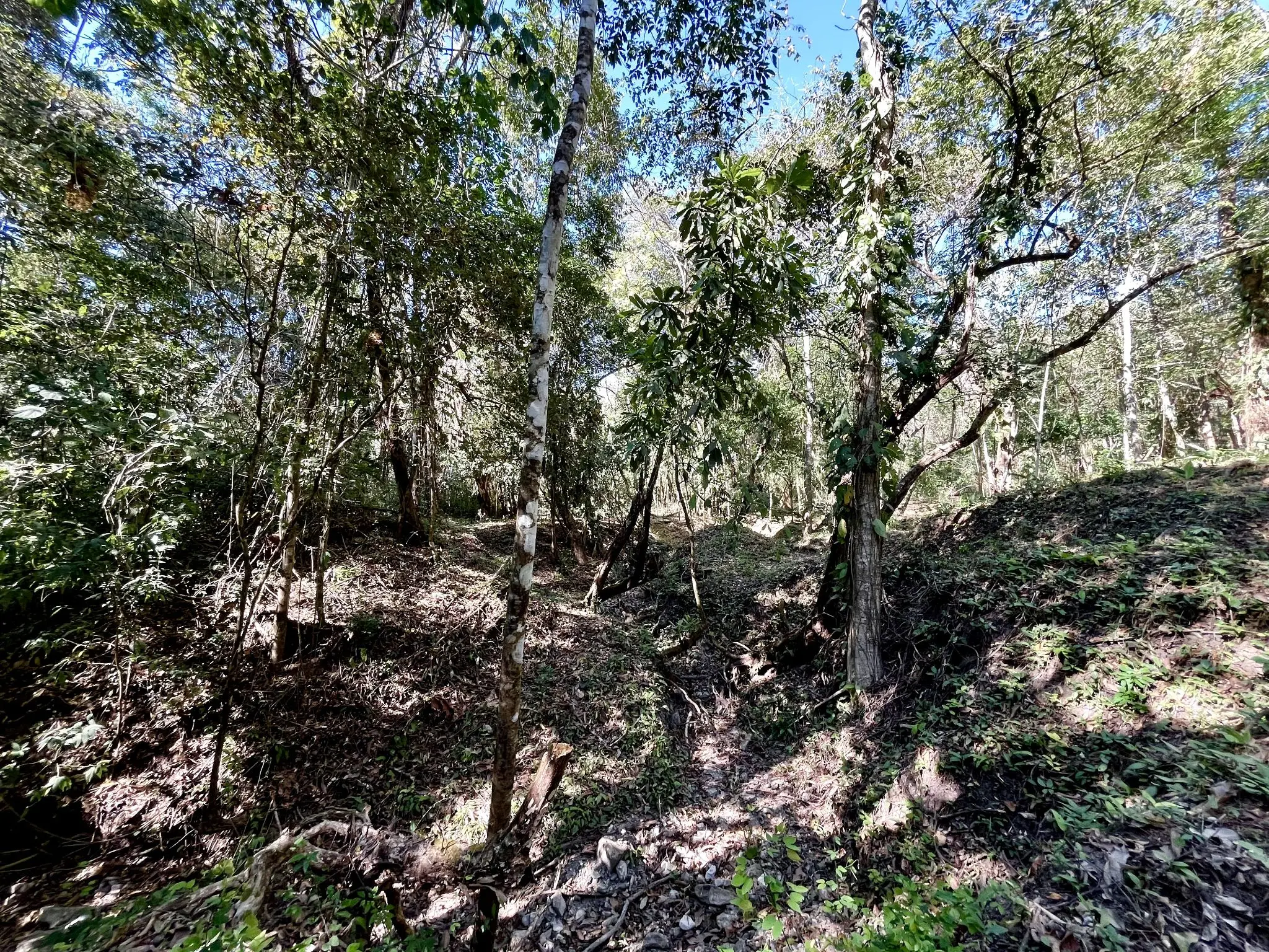 Invest in Nature: Private 5,000 m² Jungle Lots In Mal Pais Minutes from the Beach - image 4