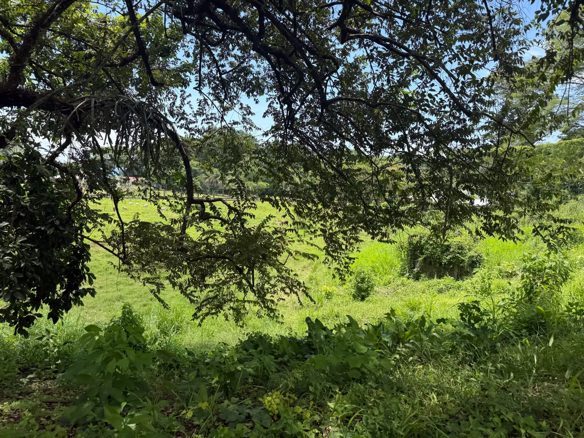 Playa Agujas Premier Ocean-View Development Parcel: 5.1 Hectares in Costa Rica's Garabito Coast - image 14