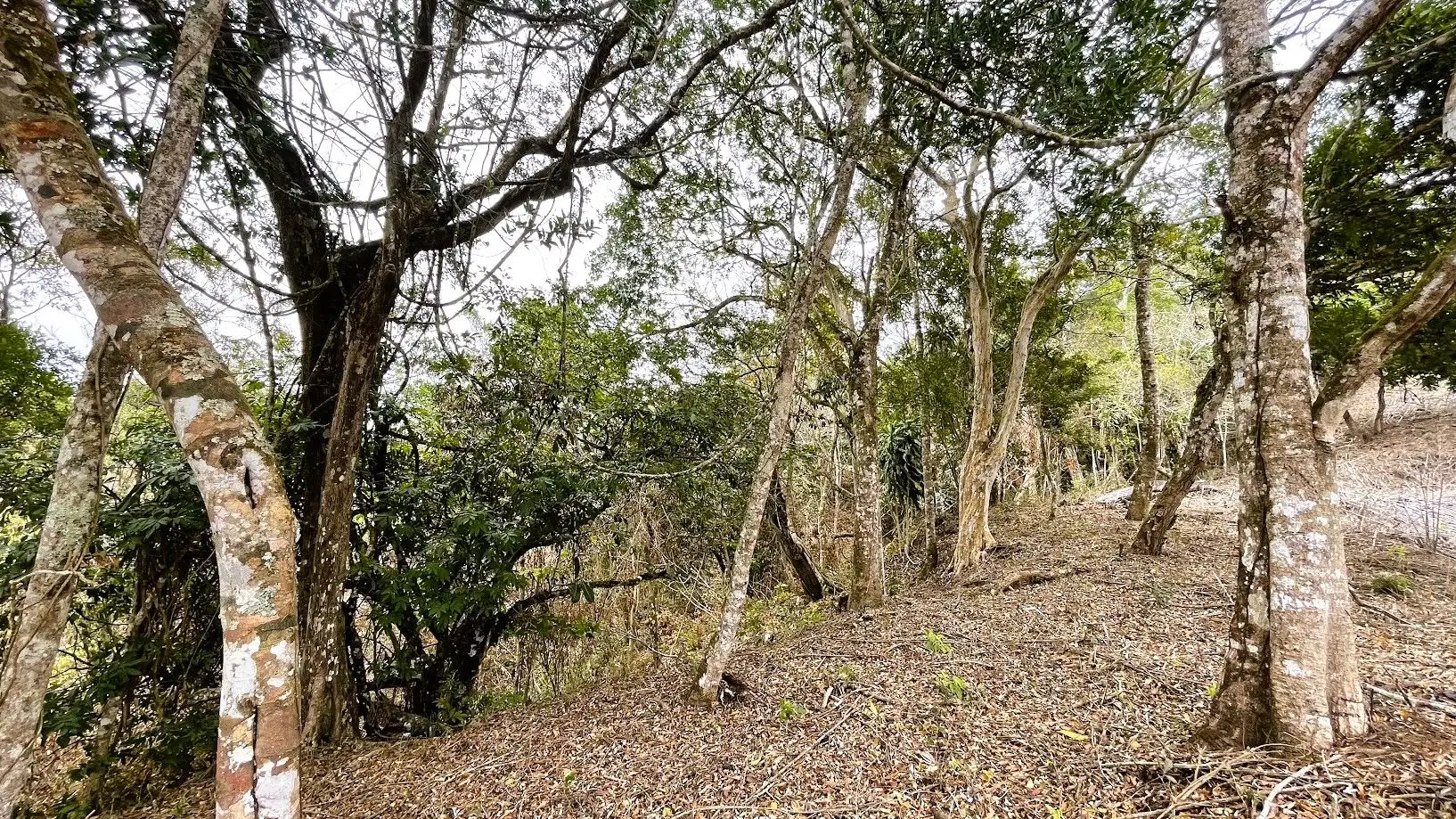 LOT FOR SALE - SAN PEDRO, SAN RAMON  - image 10