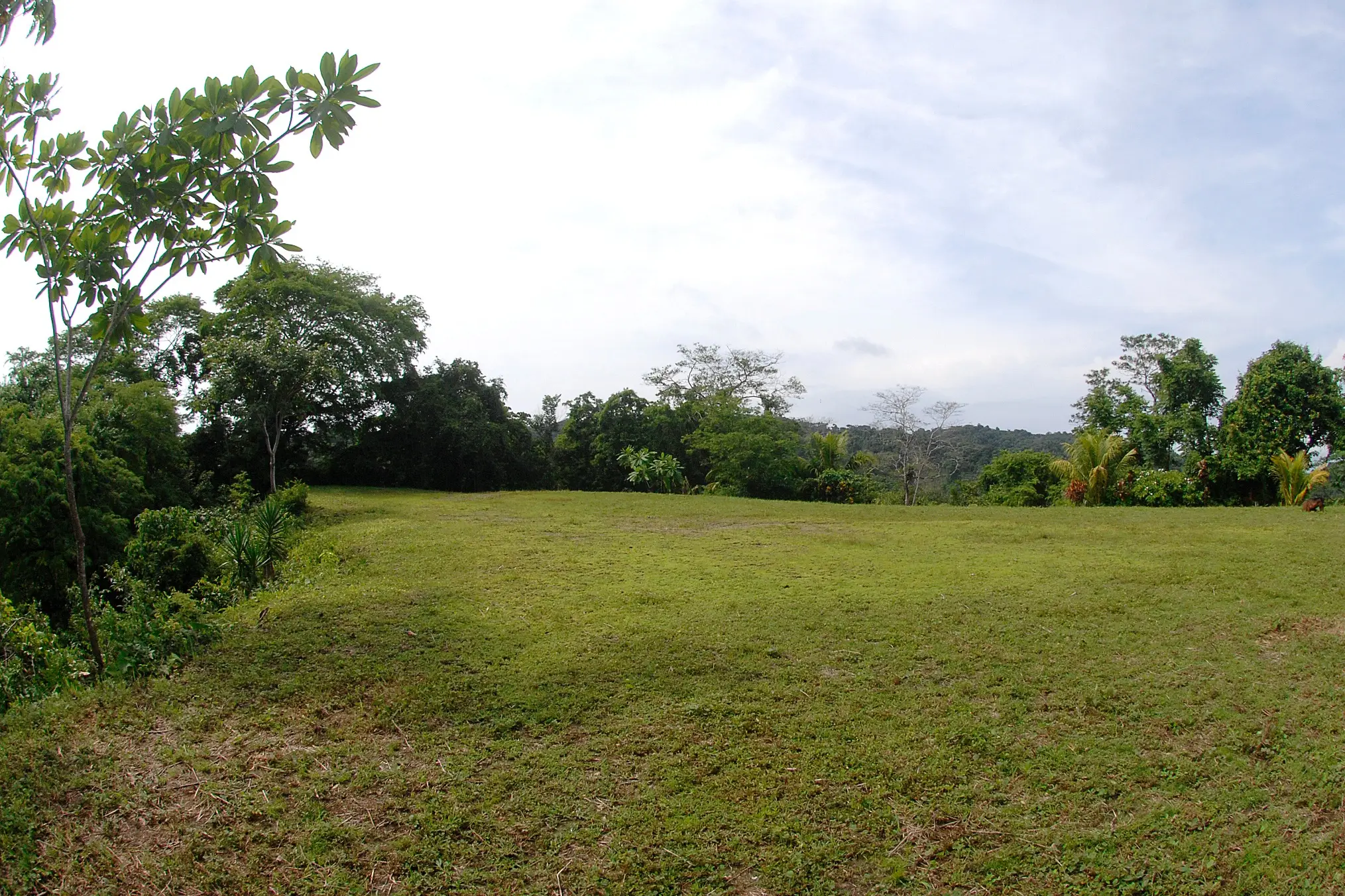 Nearly 90 Hectares of Untouched Jungle Beauty with Stunning Ocean Views, Steps from the Beach in Costa Rica’s Blue Zone. - image 7