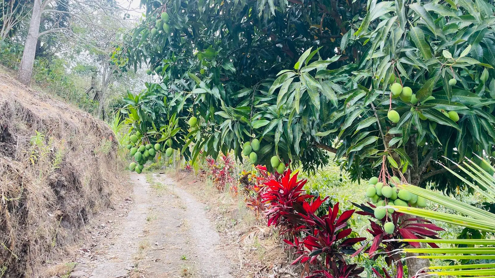 LAND FOR SALE IN ATENAS, ALAJUELA  - image 11