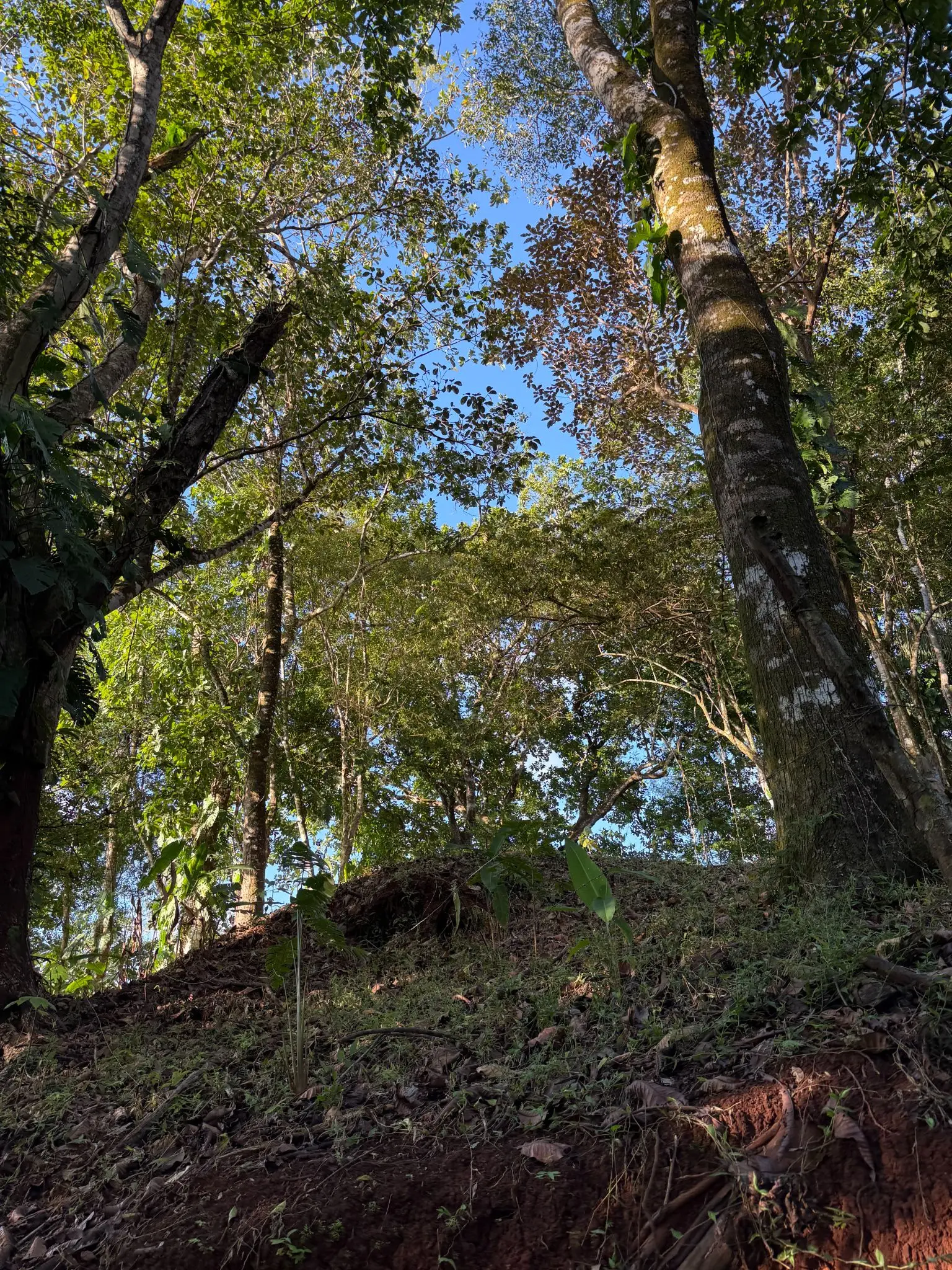 🌊 Luxury Tropical Investment: Ocean & Jungle View Lot with Approved Permits - image 7