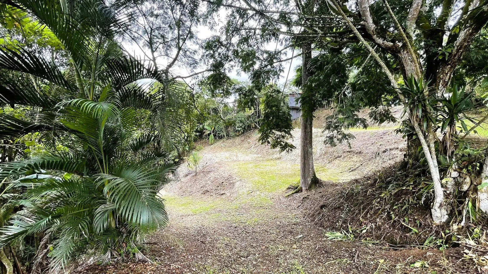 LAND FOR SALE IN SAN MIGUEL, NARANJO  - image 3