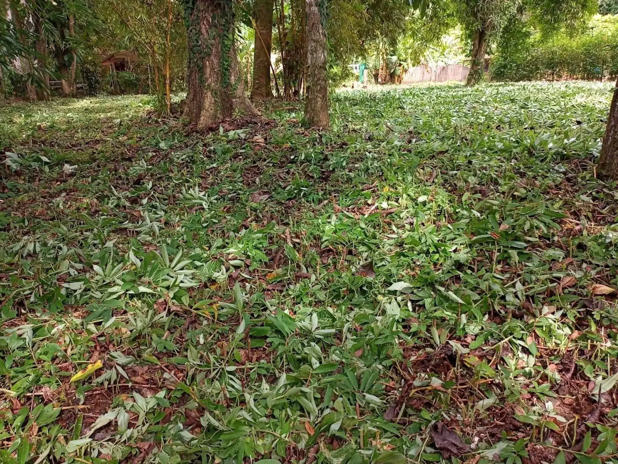 Strategically Located  Lot in Las Monas, Jacó – Near Beaches, Waterfalls & All Amenities - image 2