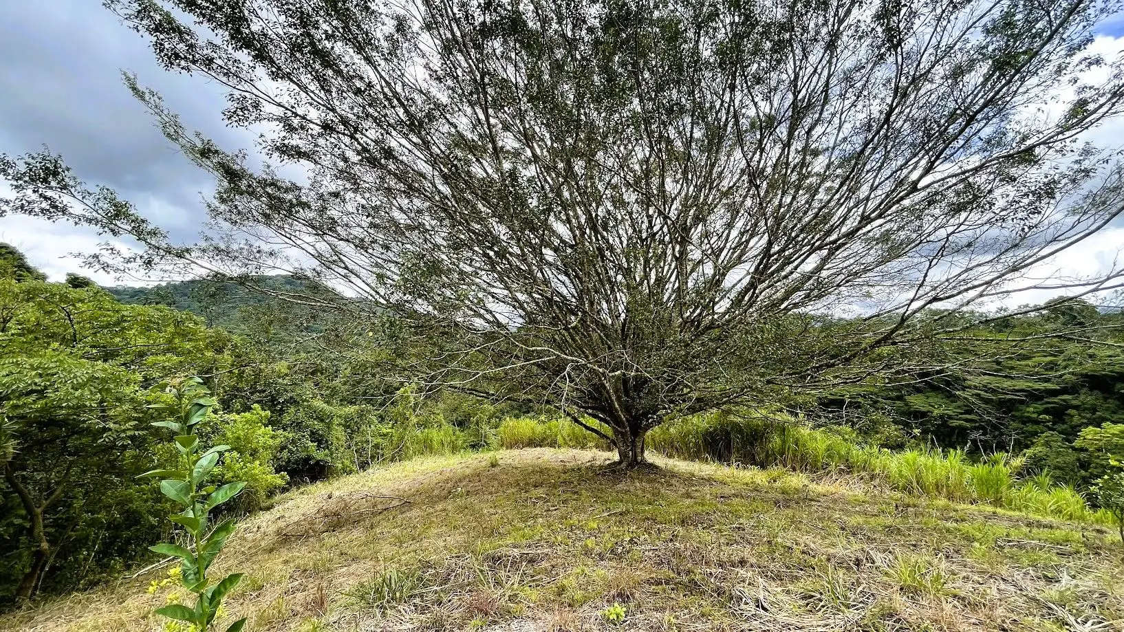 LAND FOR SALE IN SAN MIGUEL, NARANJO  - image 9