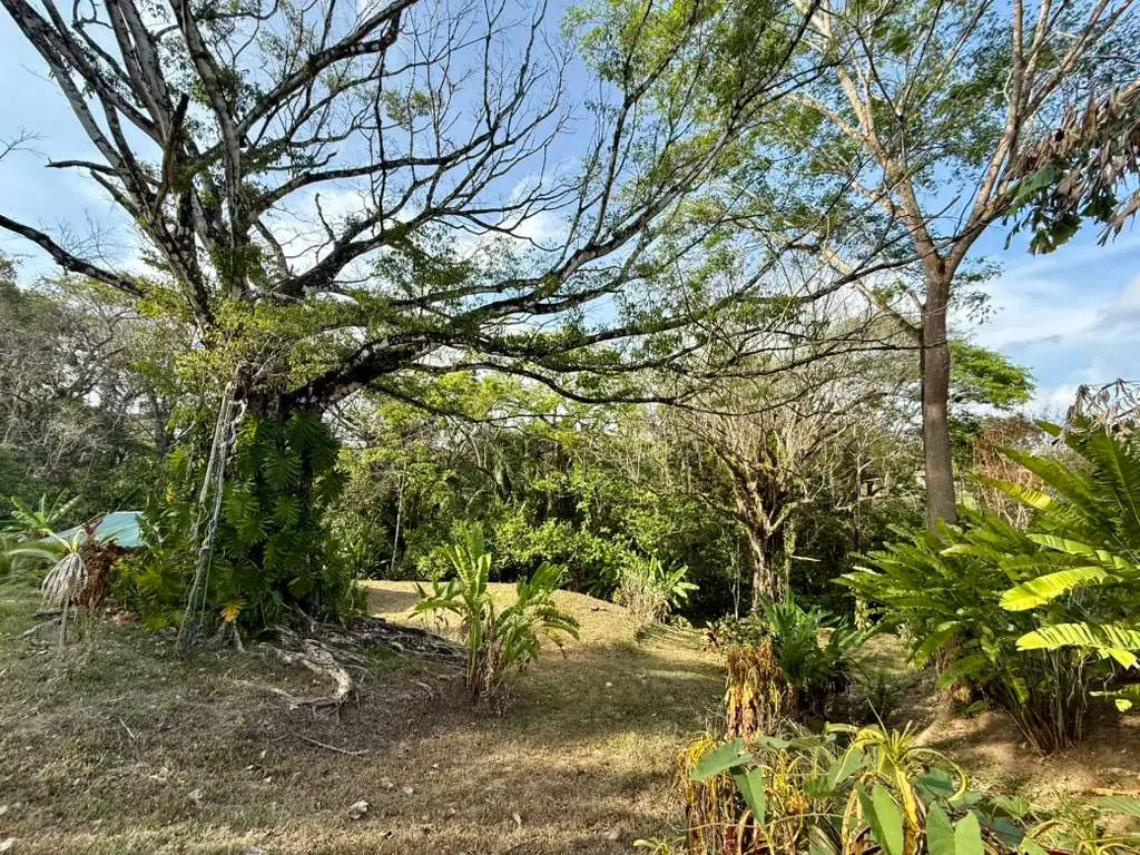 Jungle Lot 1,494 m² in Delicias with  Container Storage & Home Potential | 15 Min to Playa Carmen - image 2