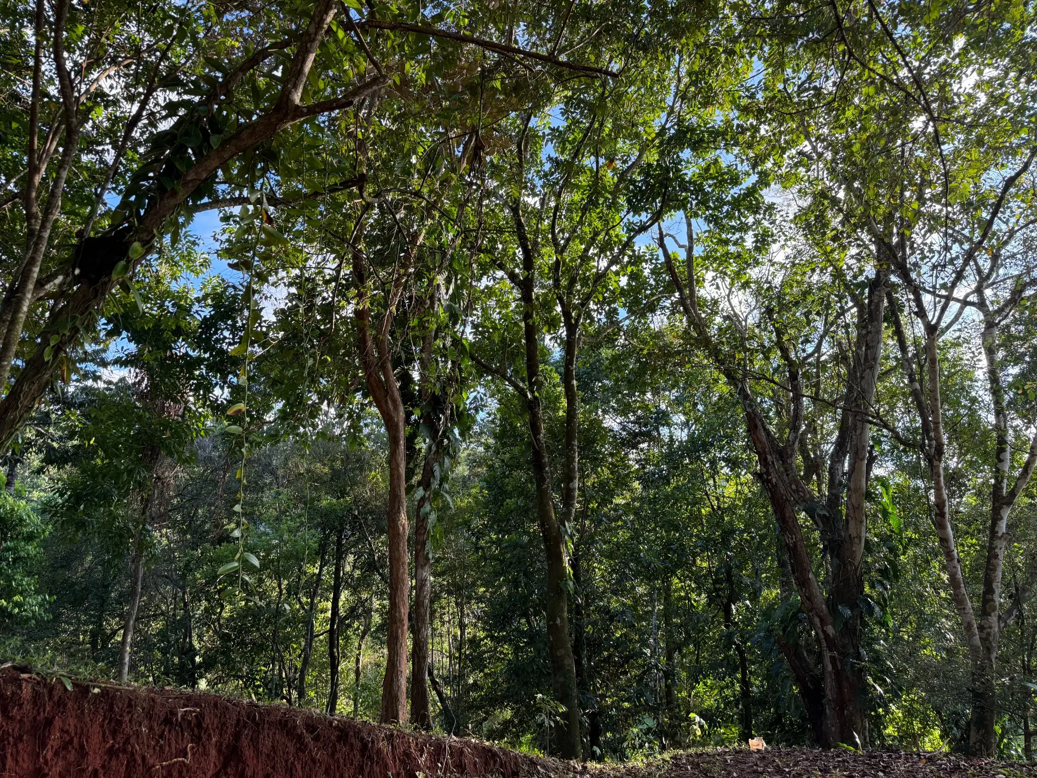 🌊 Luxury Tropical Investment: Ocean & Jungle View Lot with Approved Permits - image 14