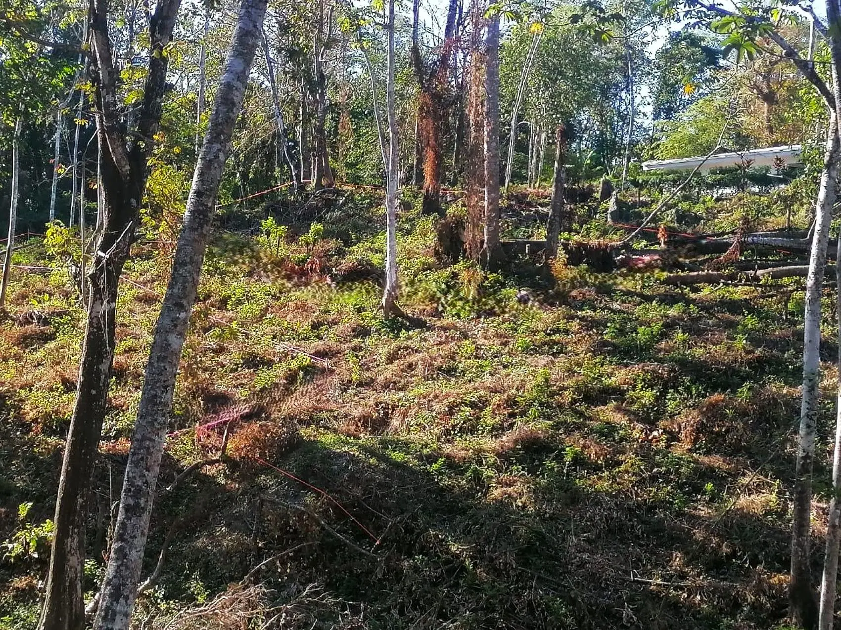 Amazing Tropical Mountain Lot for Sale - Santa Teresa - image 7