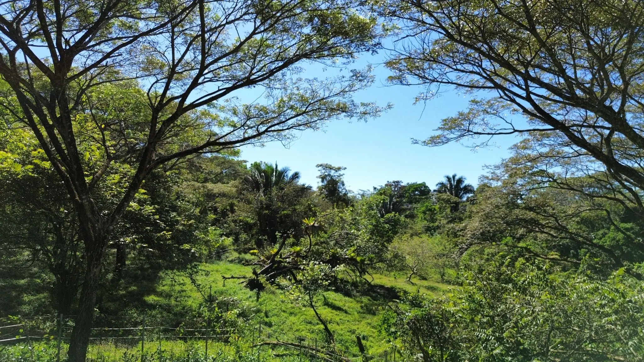 Serene 5000 m2 Lot-Lush Nature and Development Potenital- 10 Minutes from Santa Teresa - image 5