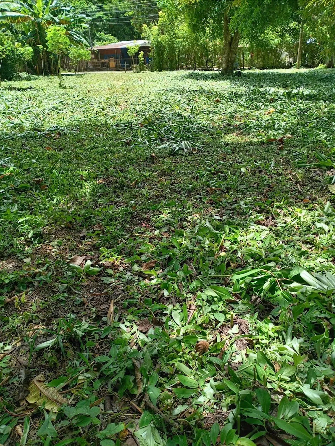 Prime Jacó Lot - Build Your Dream Home in Costa Rica! - image 2