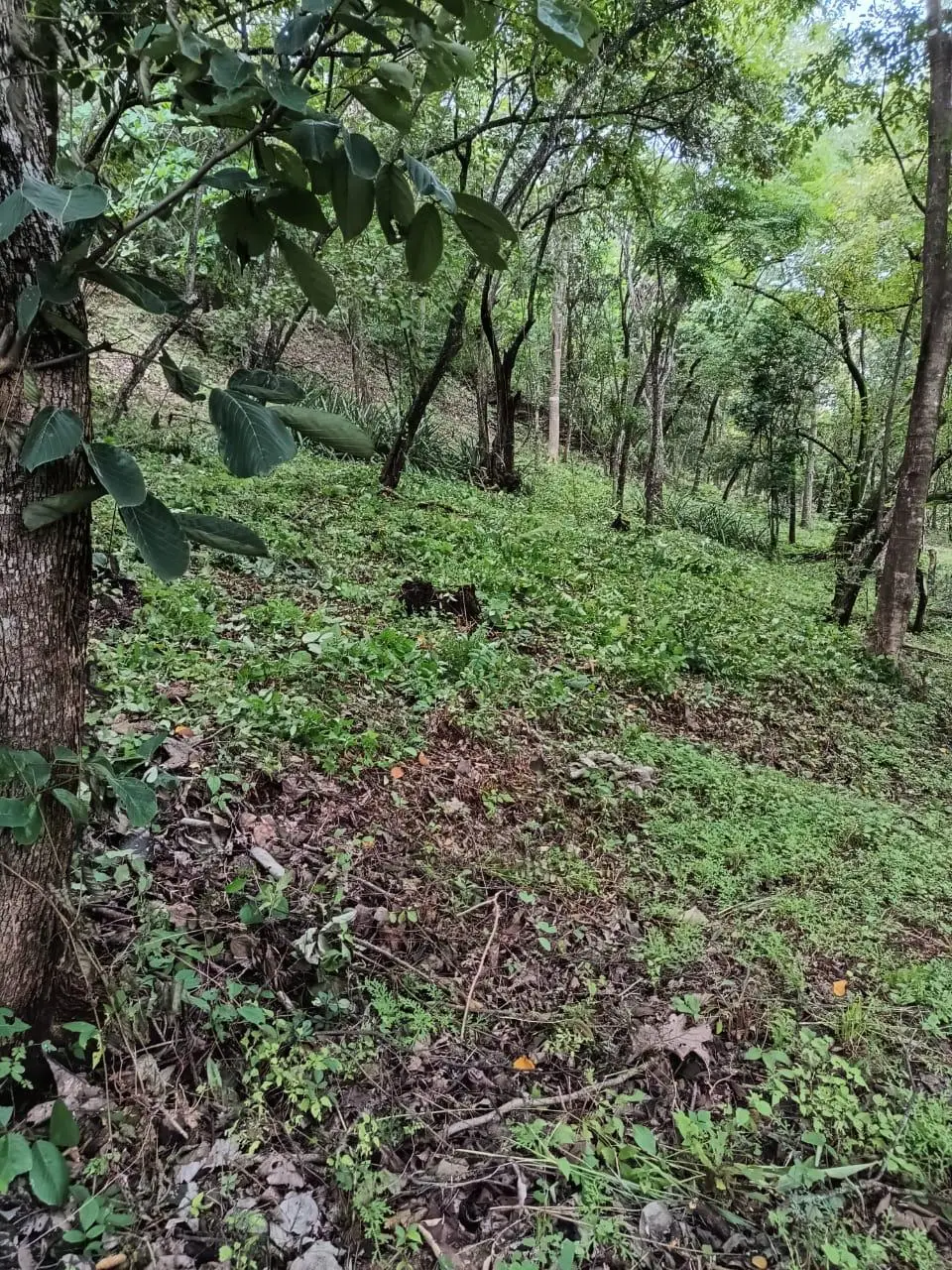 magnificent terraine  - image 9