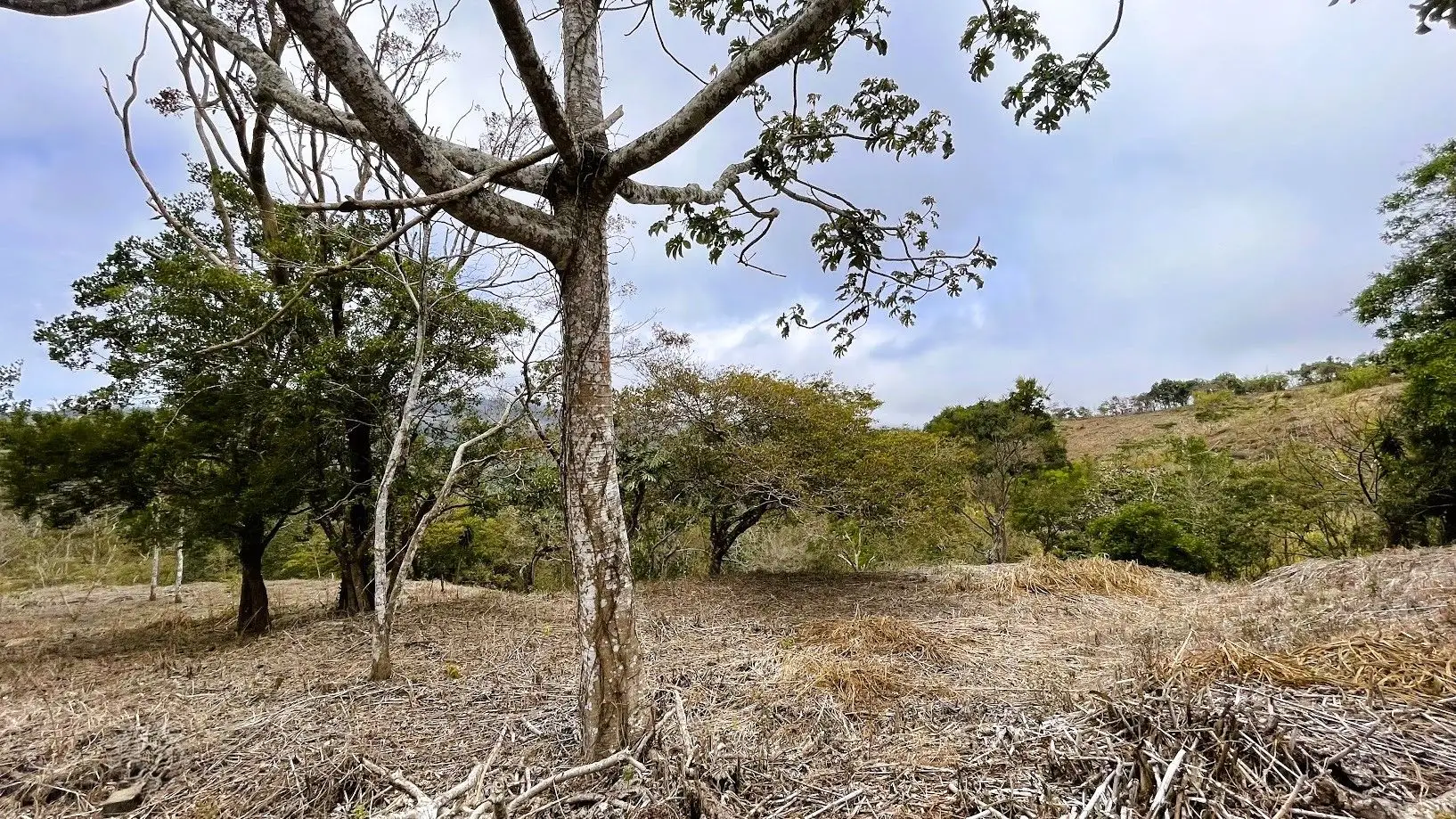 LOT FOR SALE - SAN PEDRO, SAN RAMON  - image 3