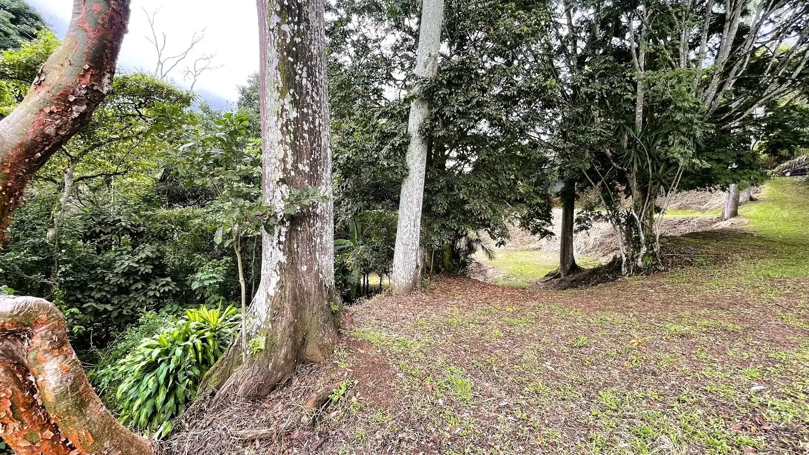 LAND FOR SALE IN SAN MIGUEL, NARANJO  - image 7