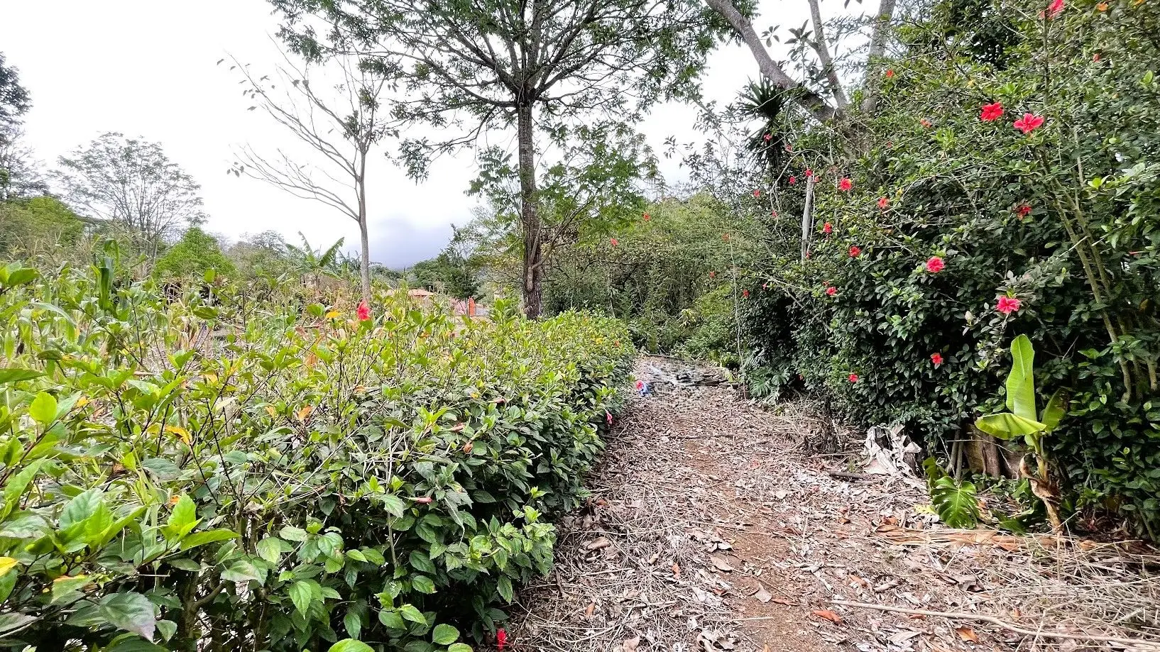 LOT WITH HOUSE FOR SALE IN ZARAGOZA, PALMARES - image 12