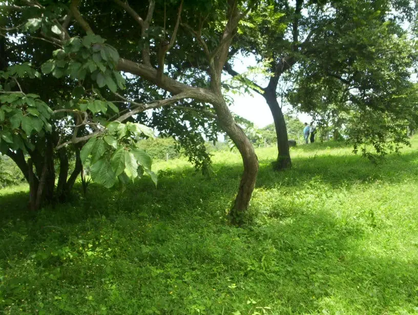 2,027 m² Ocean-View Lot in Guacalillo - image 6