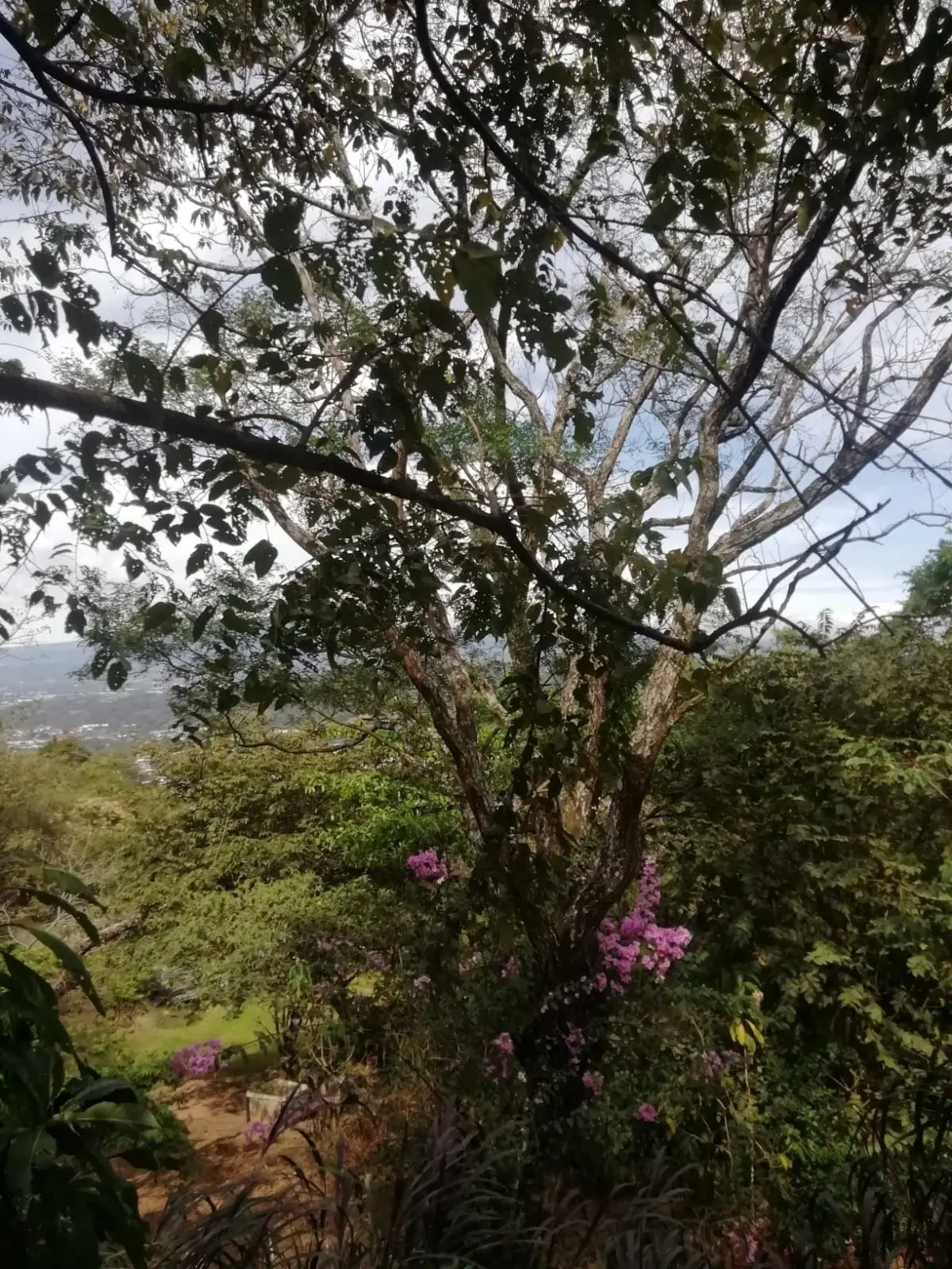 Beautiful lot in Santa Ana for a Developer - image 7