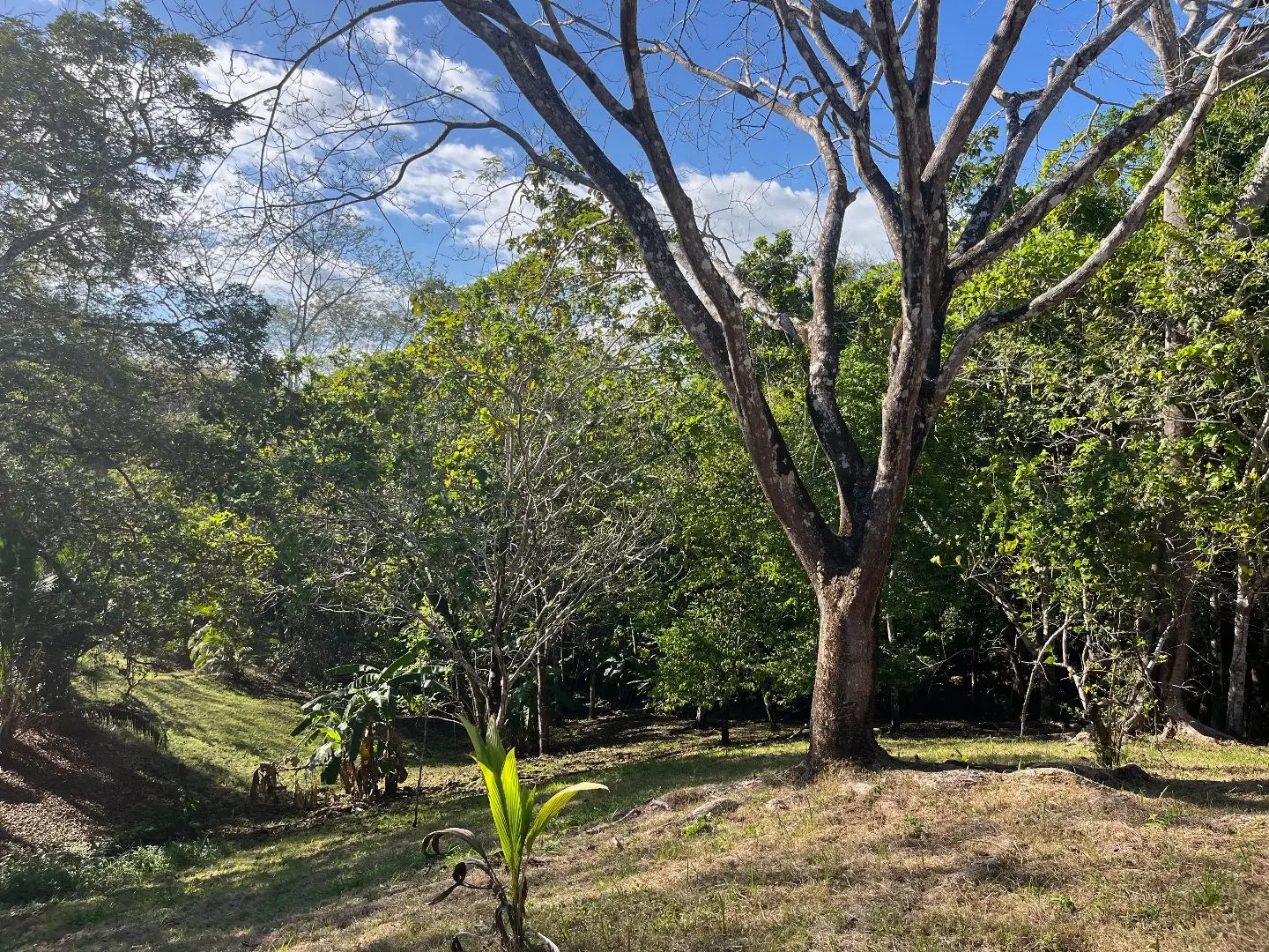 4000m2 Lot with parcial ocean views  in Delicias close to Montezuma and 20 min from Santa Teresa Ready to Build - image 12