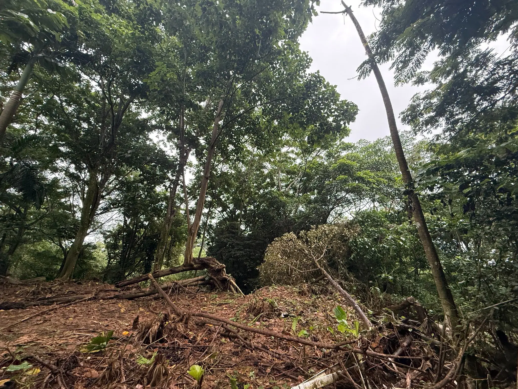 BEACHFRONT INVESTMENT OPPORTUNITY IN MATAMA , LIMON , COSTA RICA. - image 9