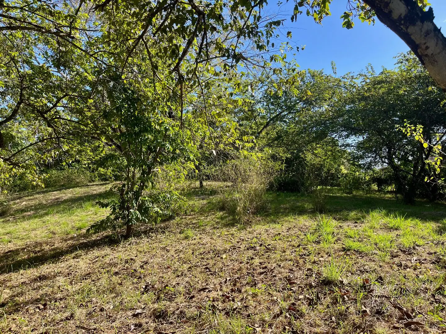 4000m2 Lot with parcial ocean views  in Delicias close to Montezuma and 20 min from Santa Teresa Ready to Build - image 5