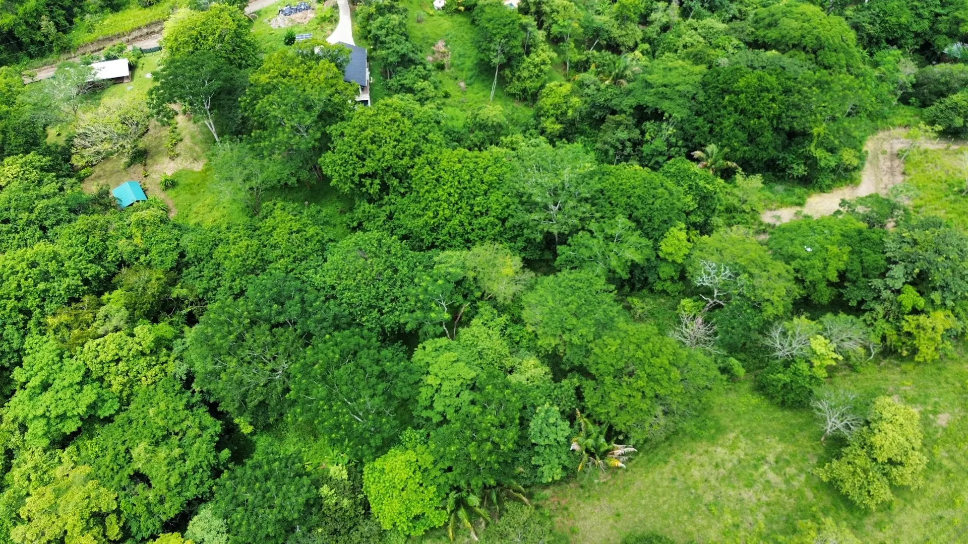 Dream Property in Delicias 7,100m² of Lush Land with Creek & Fruit Trees – Minutes from Santa Teresa - image 3