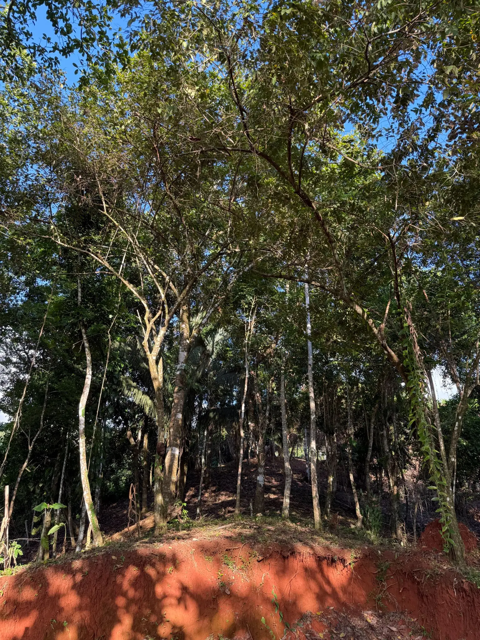 🌊 Luxury Tropical Investment: Ocean & Jungle View Lot with Approved Permits - image 10