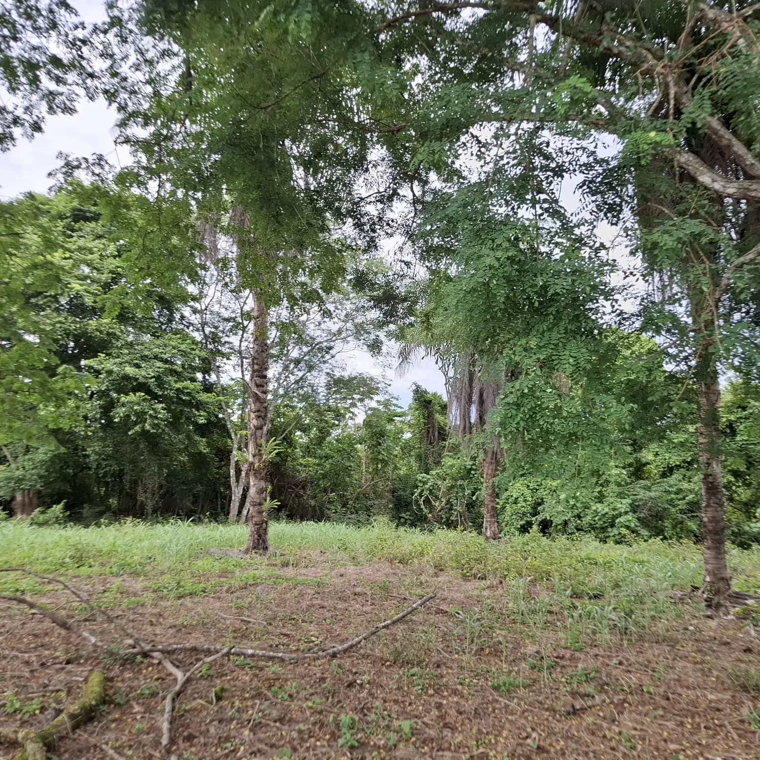 Garabito Land: 4-Acre Lot in Eco Desarrollo Community - image 4