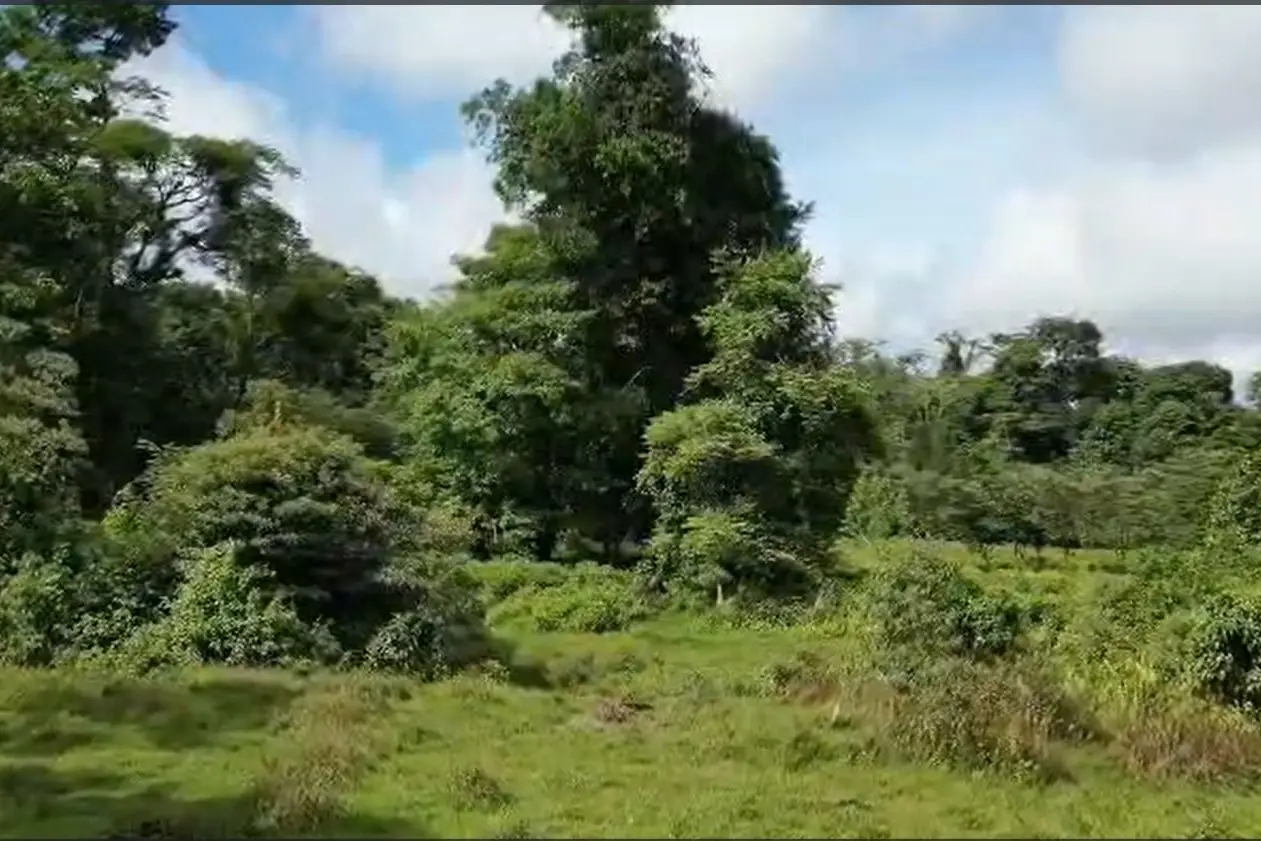 For Sale: Guapiles, Limón: Vast 6.2 Hectare Farm - image 4
