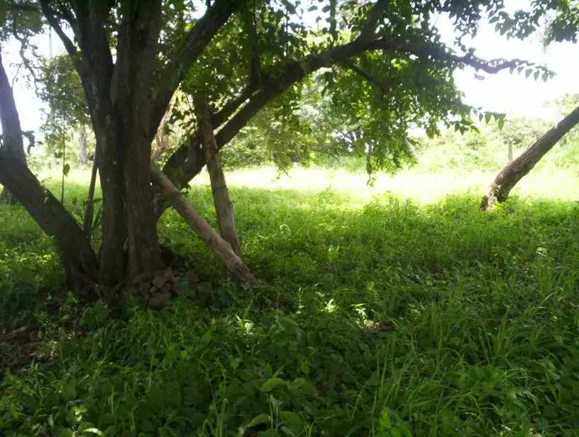 2,027 m² Ocean-View Lot in Guacalillo - image 11