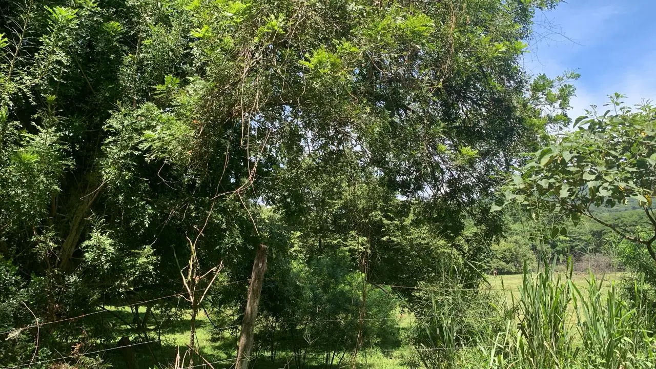 Expansive 2.77 Hectare Quinta in Scenic Turrúcares, Alajuela, Costa Rica - image 7
