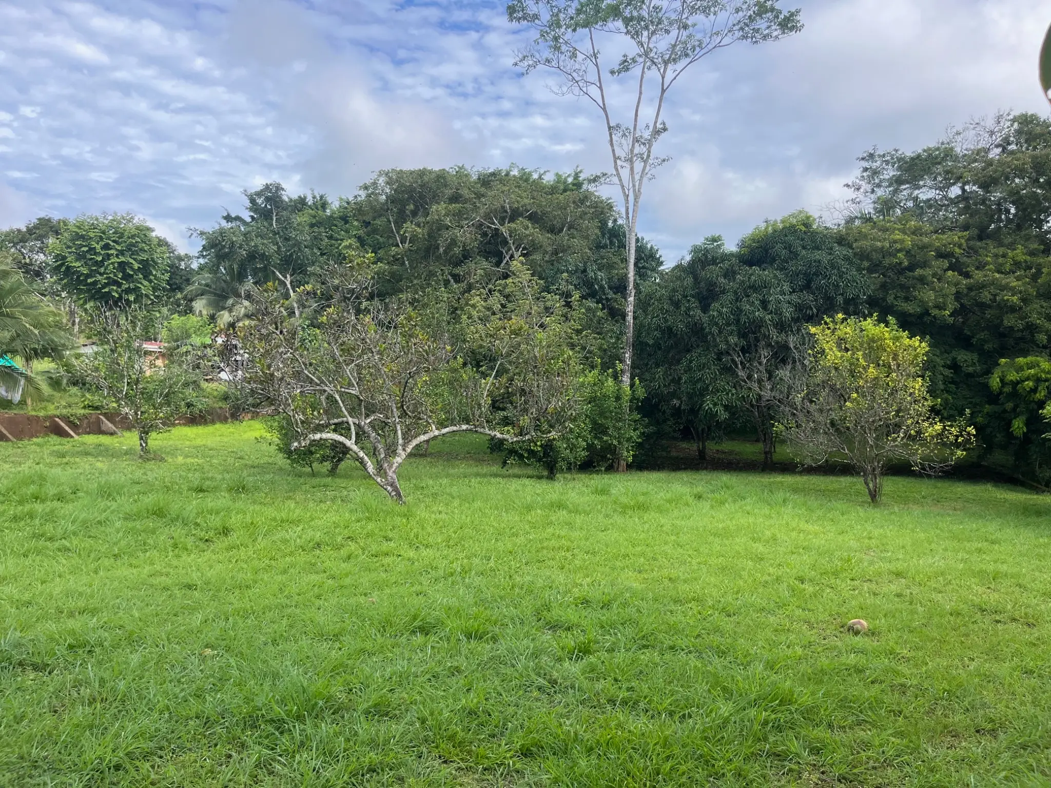 Spacious 2,600 m2 Lot with Fruit Trees near Santa Teresa - Ready to Build  - image 3