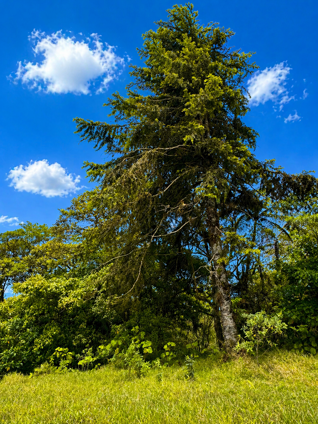 SALE / Coronado Mountain Sanctuary - image 8