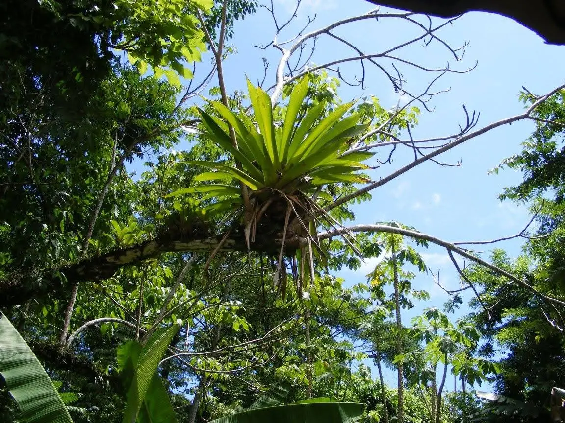 Natural paradise at just 5 minutes from Jaco - image 5