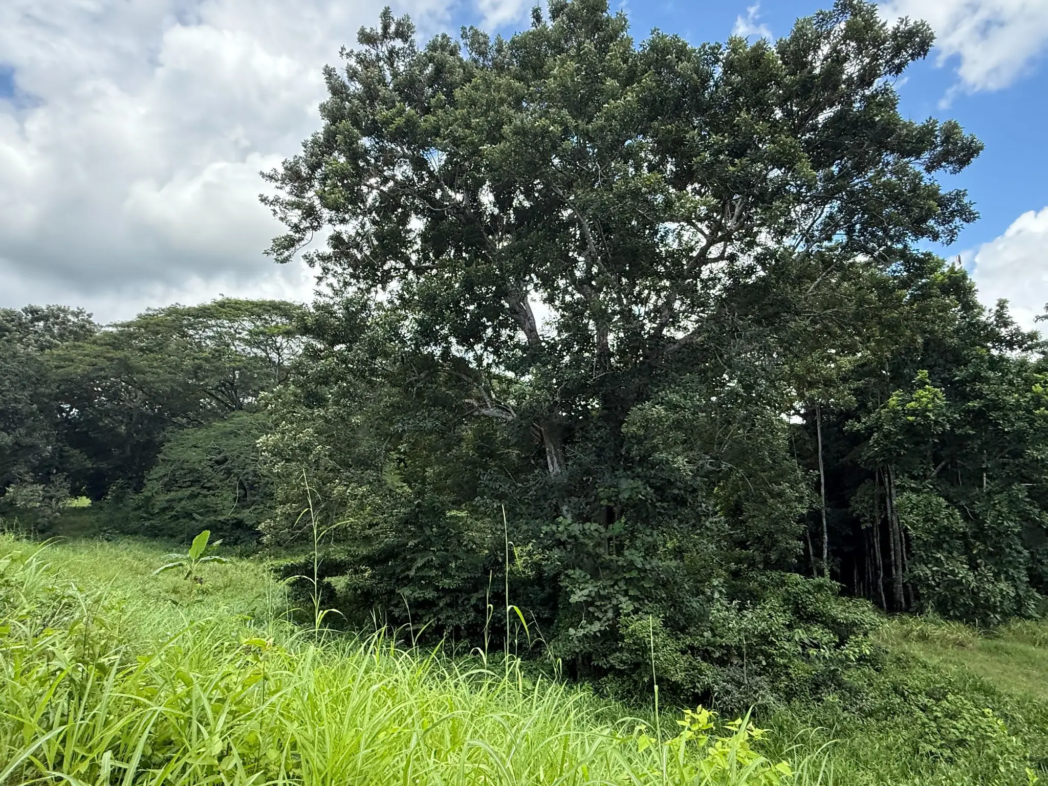 Playa Agujas Premier Ocean-View Development Parcel: 5.1 Hectares in Costa Rica's Garabito Coast - image 10