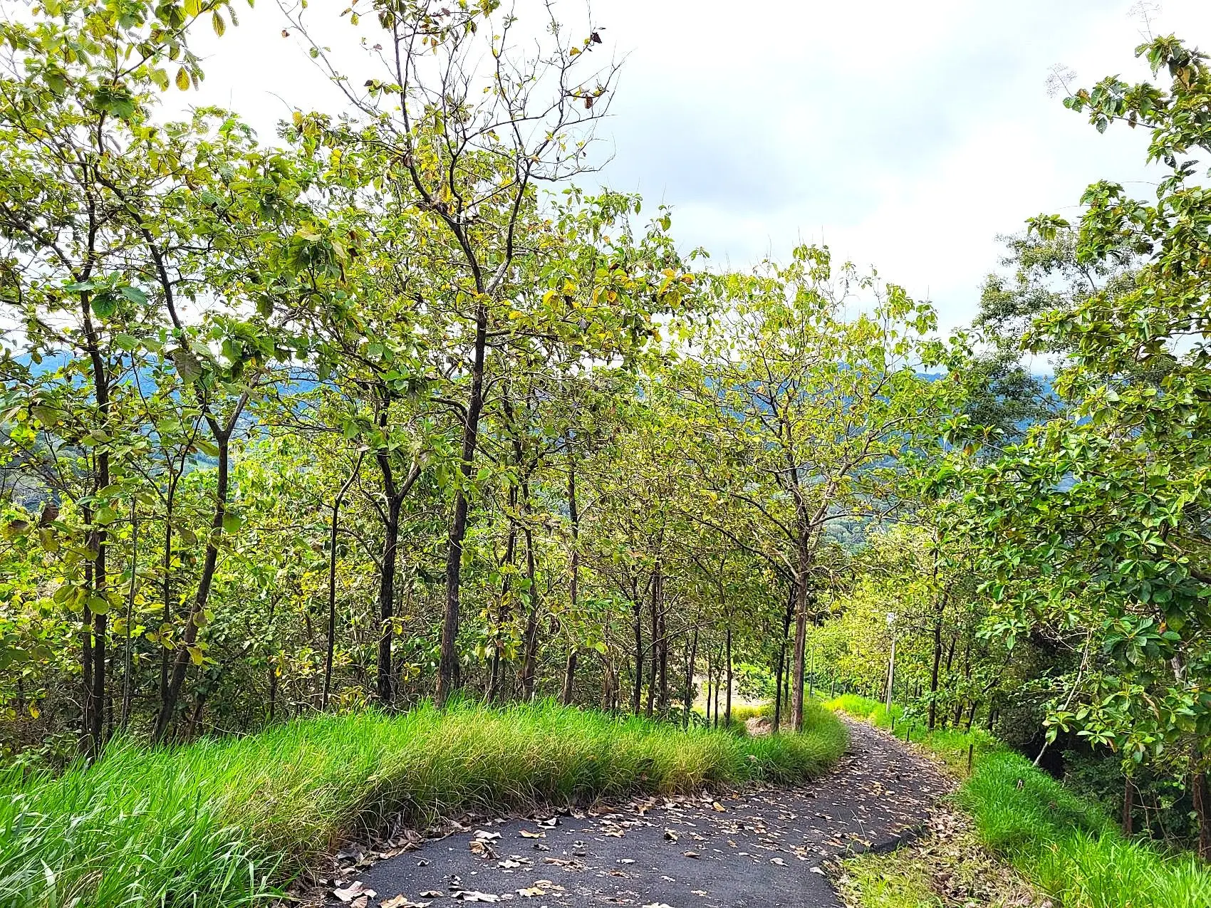 Mountaintop Ocean View Lot in Private, Gated Community Overlooking Tambor - image 15