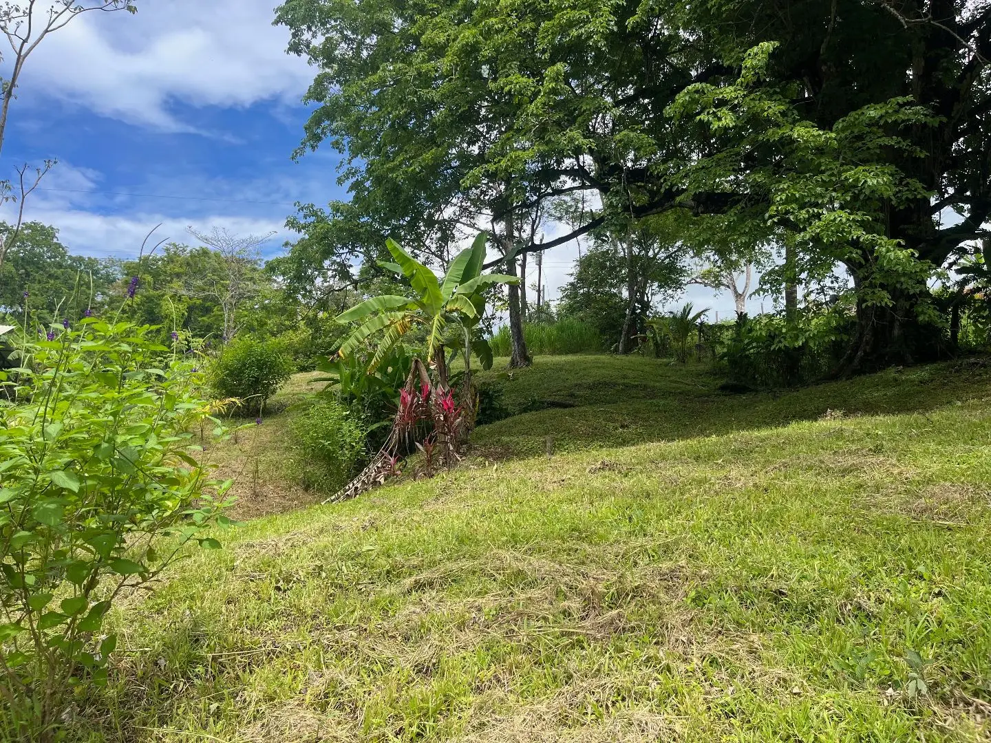 Dream Property in Delicias 7,100m² of Lush Land with Creek & Fruit Trees – Minutes from Santa Teresa - image 5