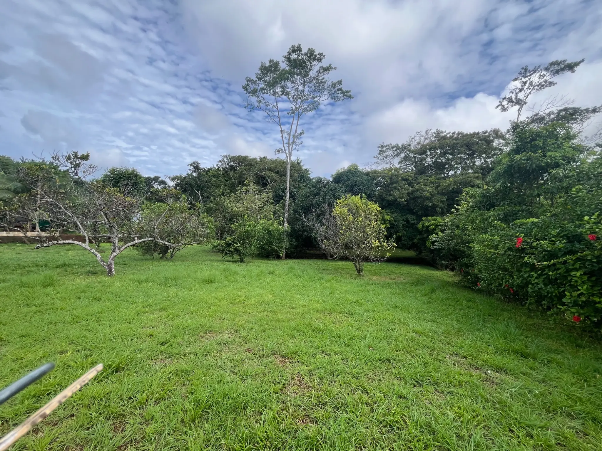 Spacious 2,600 m2 Lot with Fruit Trees near Santa Teresa - Ready to Build  - image 6